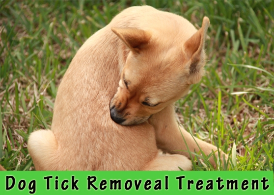 Dog-Tick-Removal-Treatment