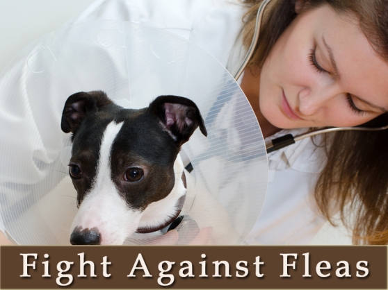 Fight-Against-Fleas