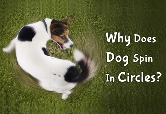PCS_why-dog-spin-in-circles