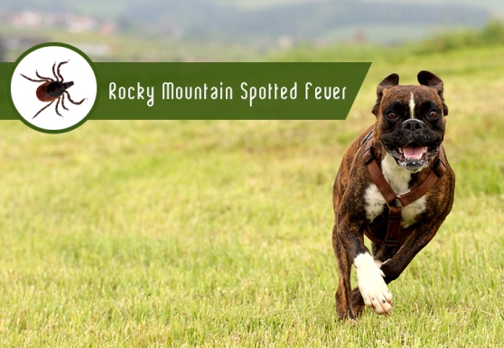 A Tick Borne Disease To Protect Your Pooch From!