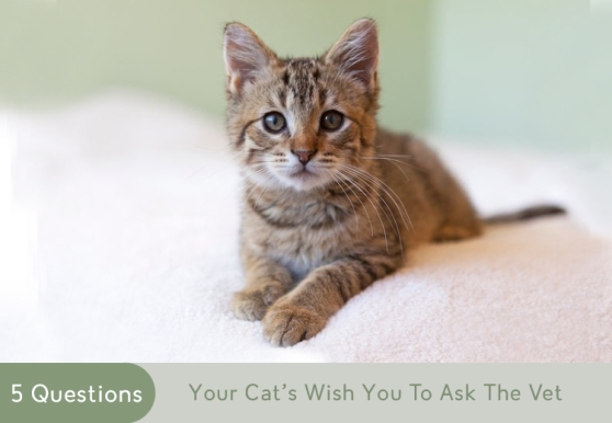 Cat Health Questions To Ask The Vet