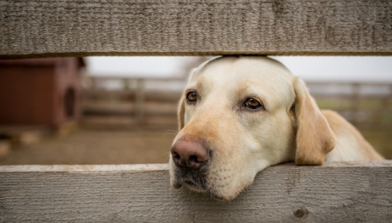 Anxiety in Dogs -  Pet Care Supplies Blog